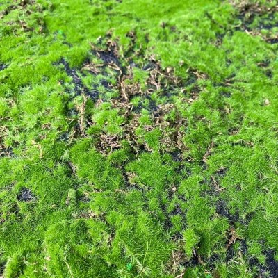 Искусственный мох в рулоне. Дизайн MPA06381